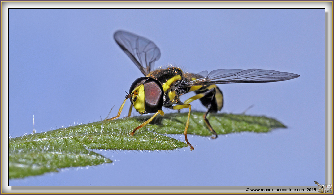Syrphe